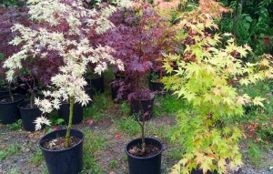 Acer palmatum in tre varietà (al centro: atropurpureum?, a destra: corallina)