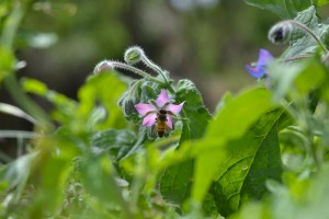 Borago officinalis... con impollinatrice