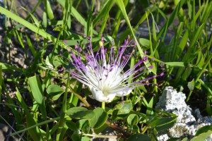 Capparis spinosa, primo fiore
