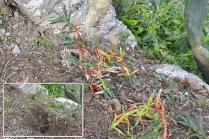 Carpobrotus edulis a dimora in piena terra