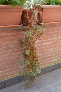 Carpobrotus edulis nel vaso originario