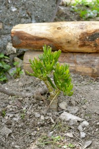 Crassula portulacea