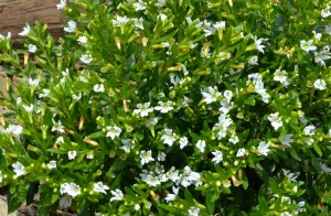 Cuphea hyssopifolia