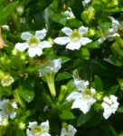 Cuphea hyssopifolia