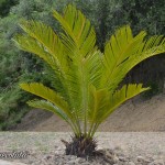 Cycas revoluta, 26 giugno 2016