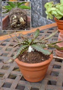 Euphorbia stellata in rinvaso di fortuna