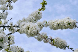 Particolare dei fiori di ciliegio