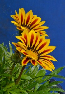 Gazania rigens
