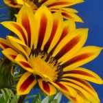 Gazania rigens