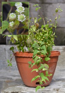 Lippia dulcis con particolare dei fiori