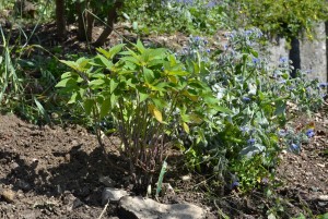 Salvia elegans