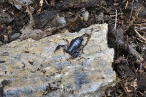 Scorpione (Euscorpius sp.)