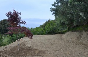 La terrazza alta con l'acero, 16 giugno 2016.