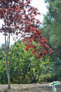 Acero rosso
