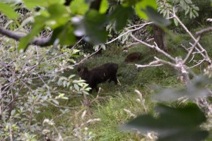 Cinghiale (Sus scrofa) in vista! Femmina con un piccolo.