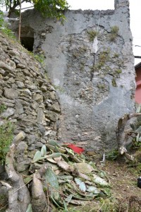 La fascetta dei ciliegini col cumulo di fichi d'India da eliminare