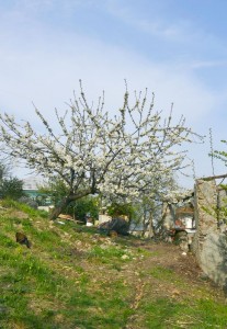 Il ciliegio ad aprile 