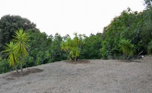 Terrazza "Spagna" con le tre iucche (e una Cycas revoluta)