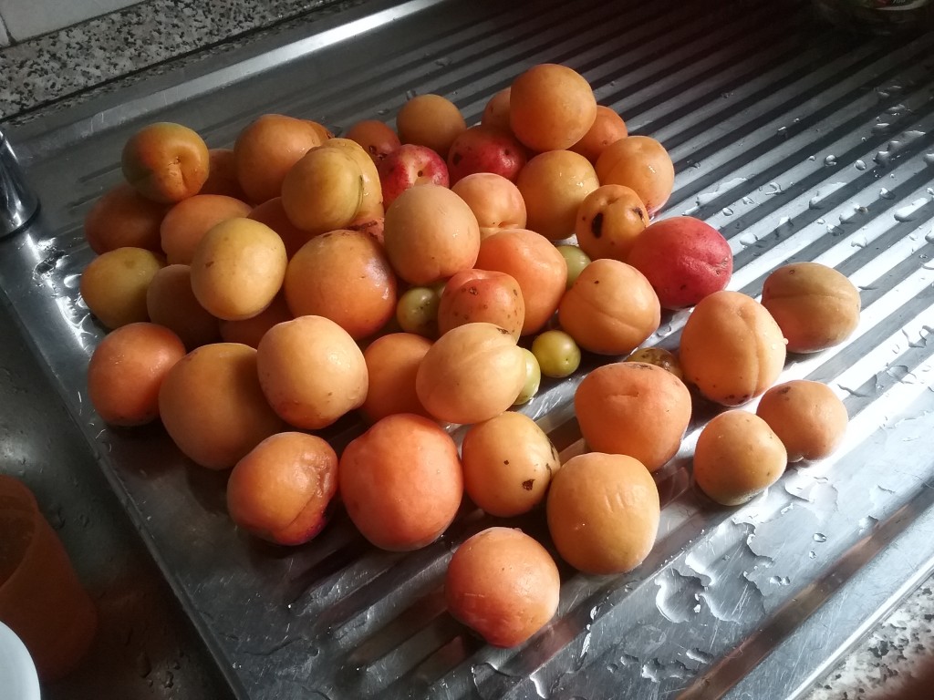 Fase 1: lavaggio albicocche
