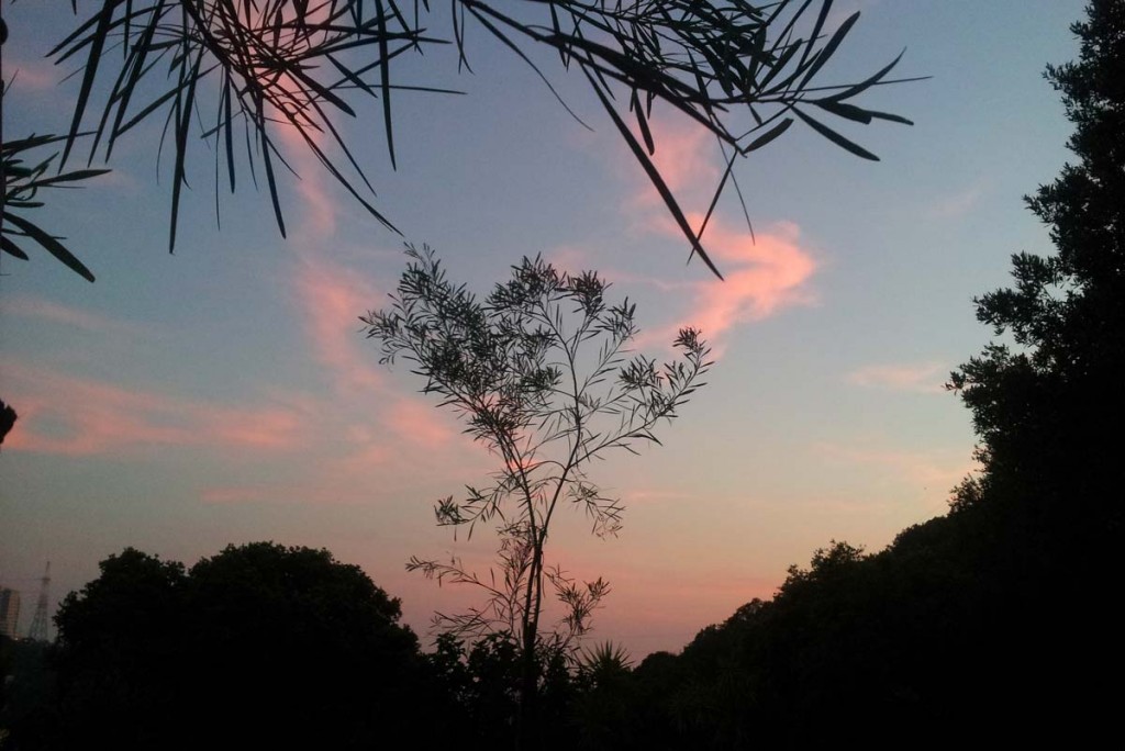 Il primo tramonto per le mimose del Boschetto fiorito