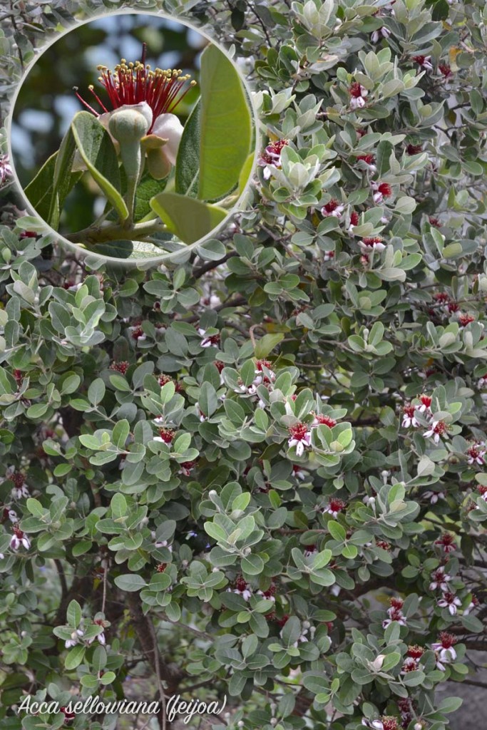 Acca sellowiana o Feijoa selloviana: pianta e particolare del fiore