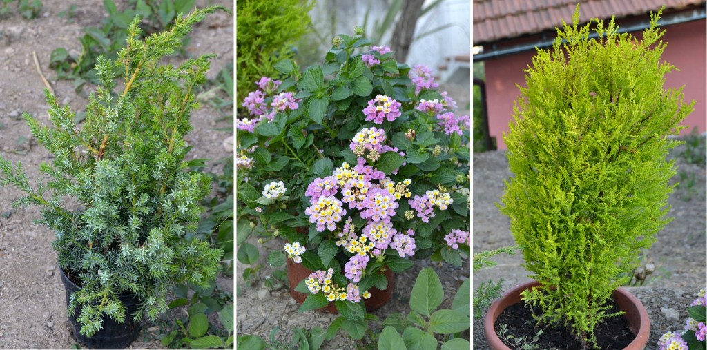 Due conifere e una bella lantana