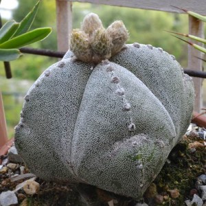 astrophytum-myriostigma