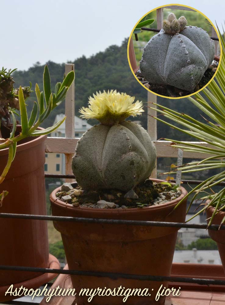 Astrophytum myriostigma (nel tondo i boccioli del 1 luglio)