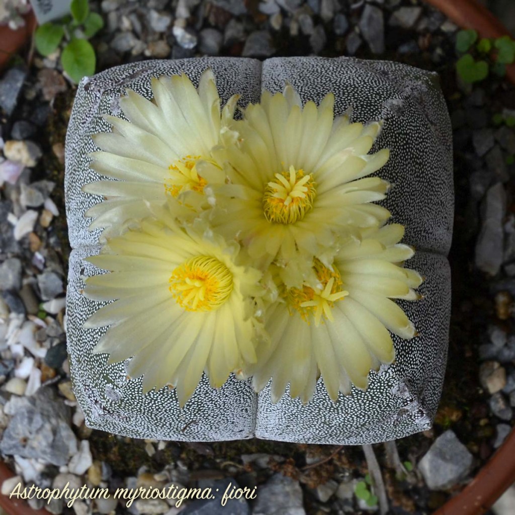 Astrophytum myriostigma var. quadrangularis: fiori dall'alto