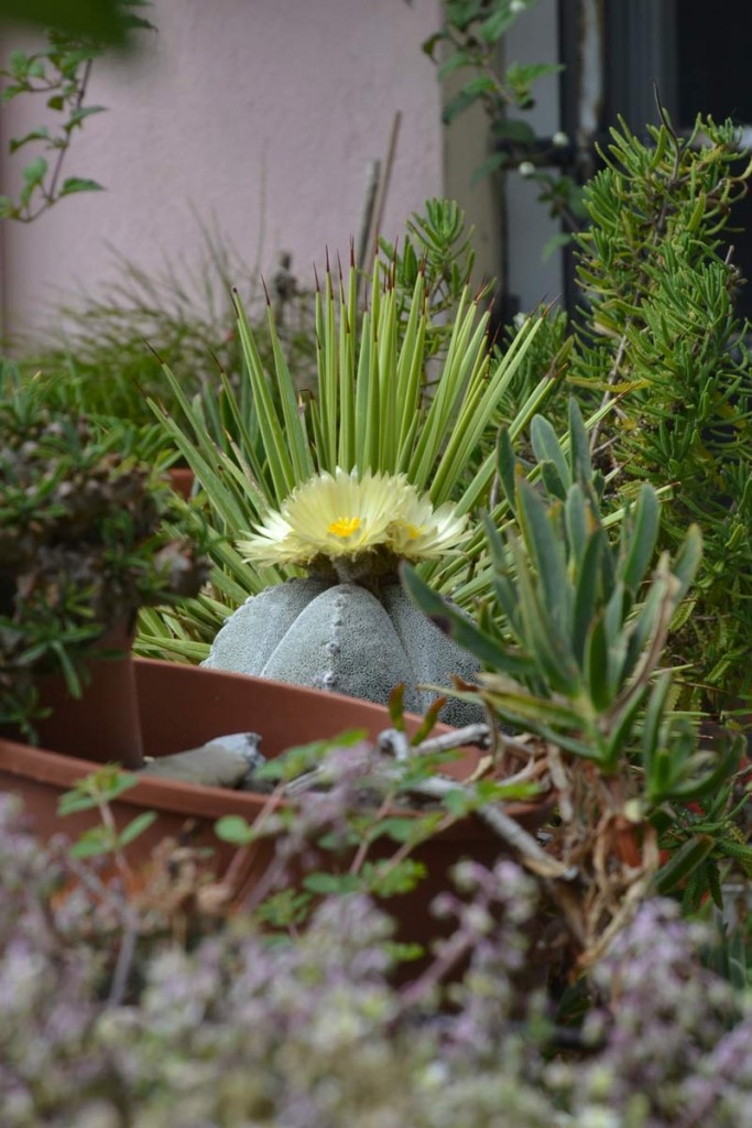 Astrophytum myriostigma fra le altre piante presso la finestra della cucina