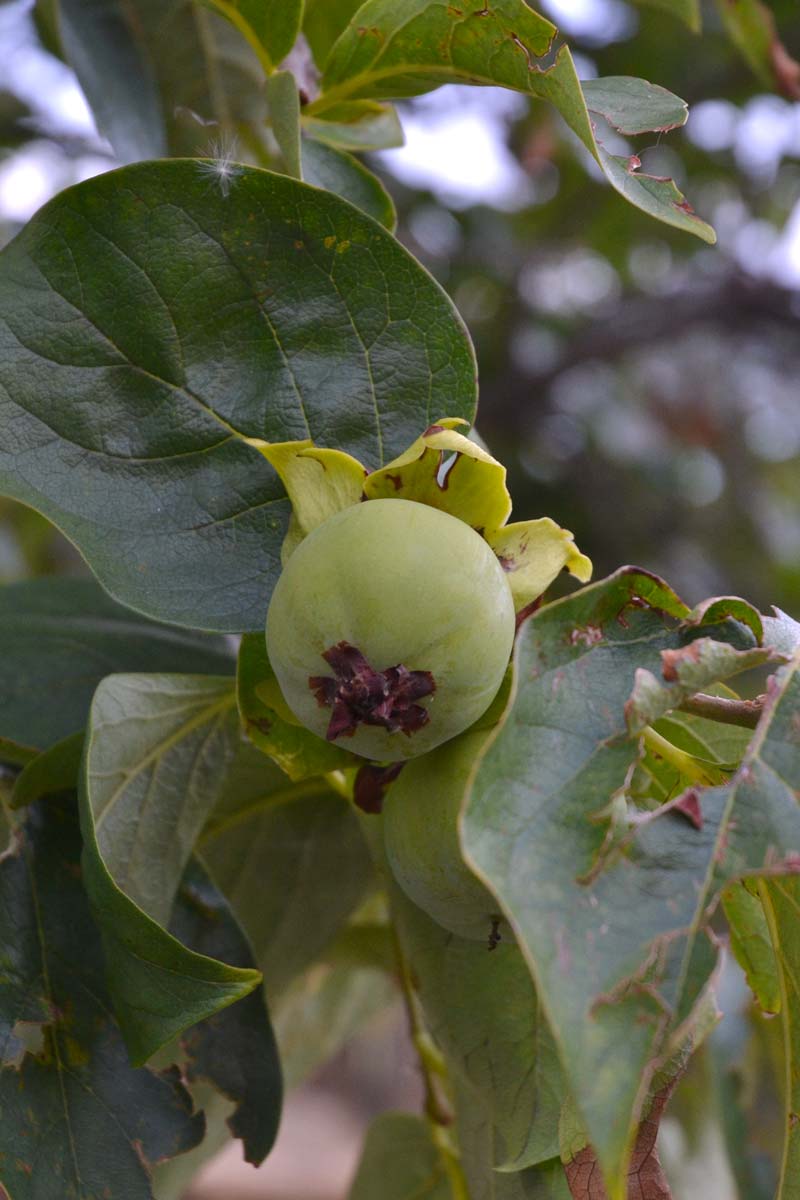 frutto caco
