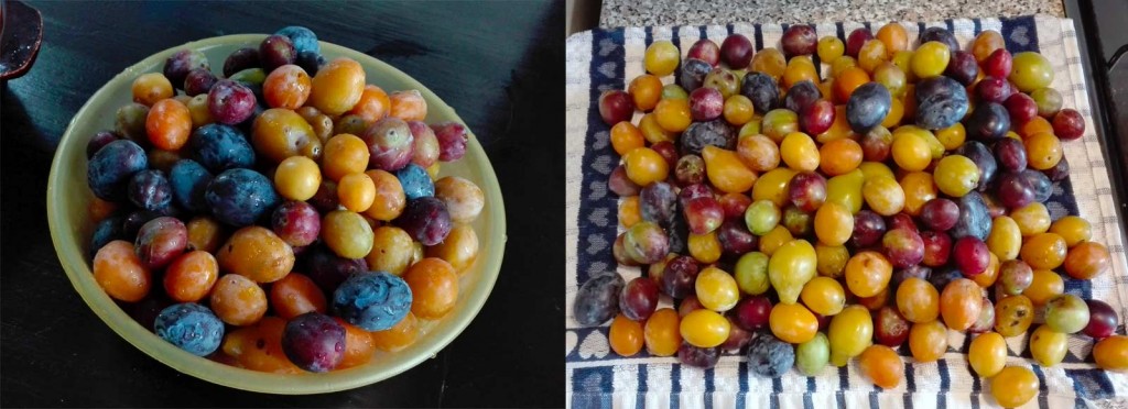 fase 1: prugne lavate e asciugate delicatamente