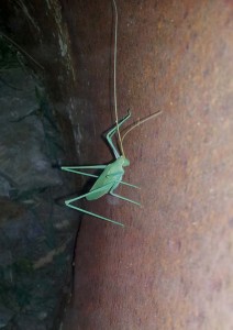 Grillo