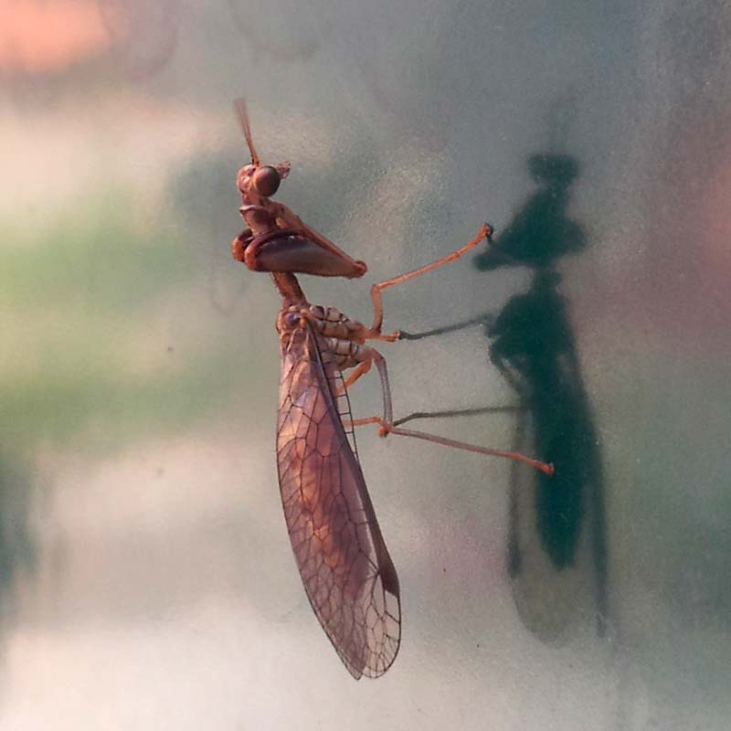Una curiosa piccola mantide appostata sulla porta di casa