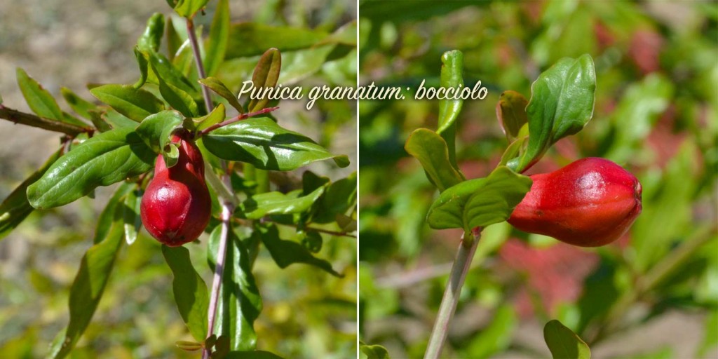 Punica granatum, bocciolo