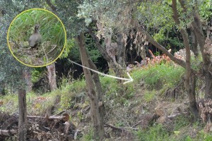 Avifauna si dà alla macchia!