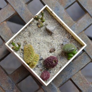 Talee succulente sabbia
