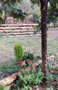 Conifere e lantana all'ombra del caco