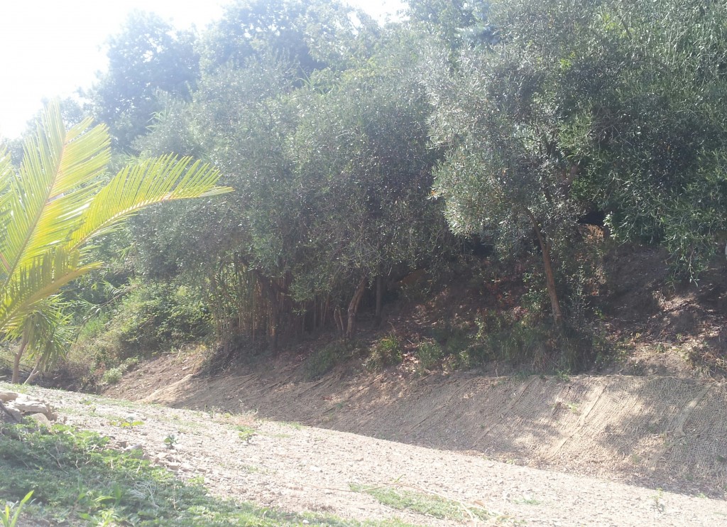 Capriolo seminascosto fra gli ulivi