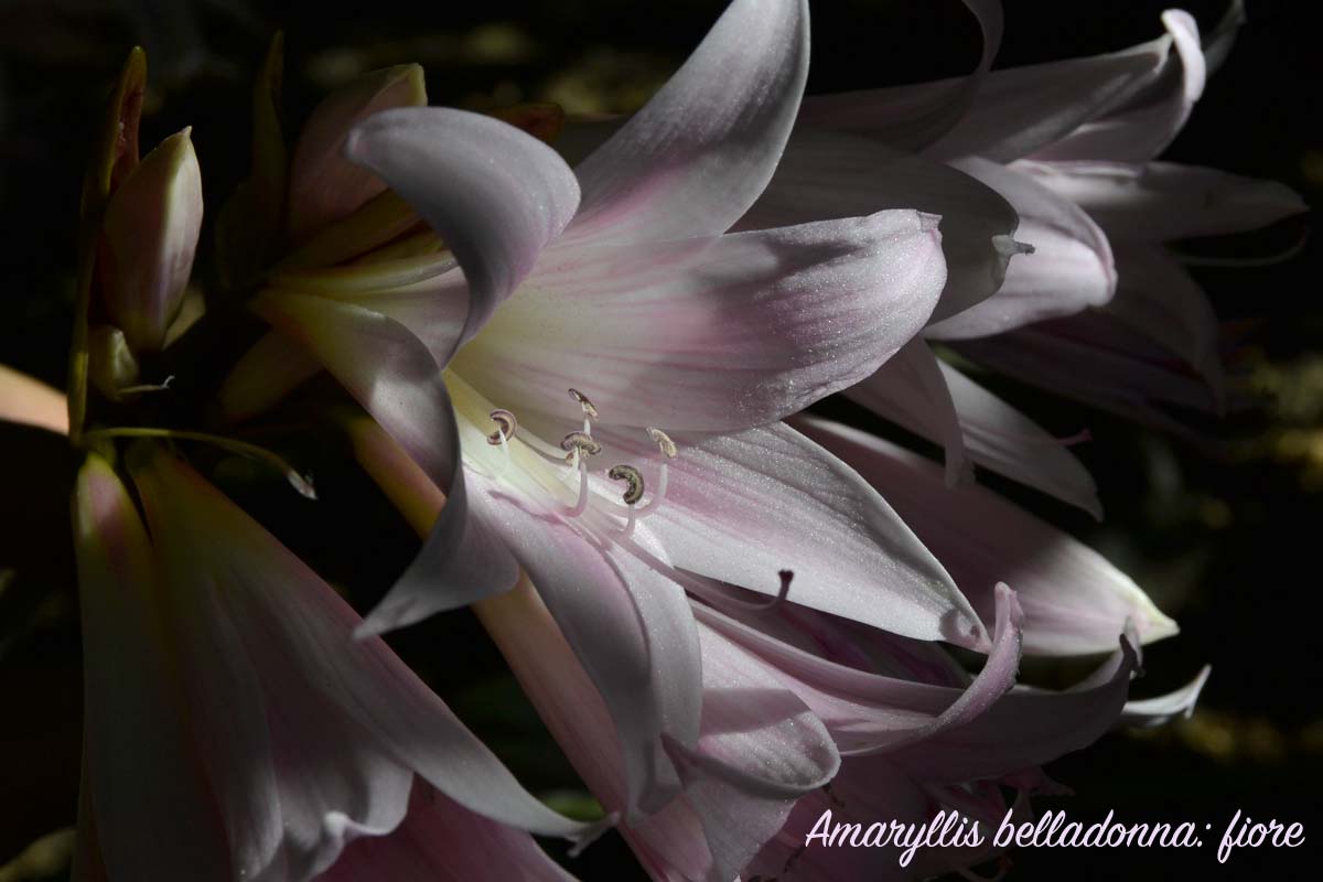 Amaryllis belladonna, fiore