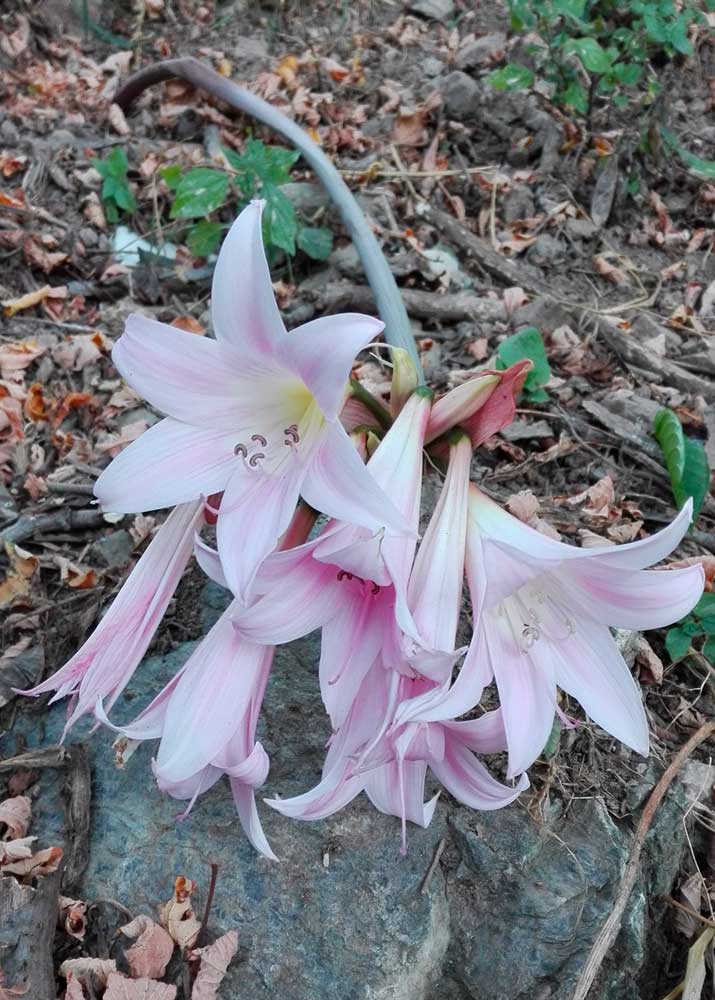 Fiori bianchi, grandi e profumati: giglio?