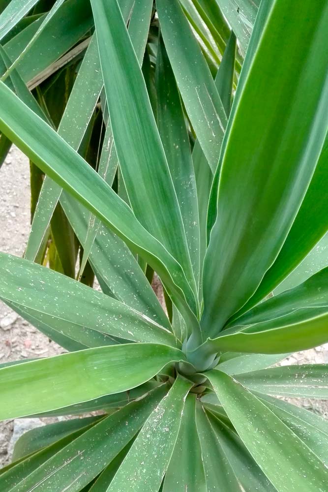 Foglie nuove per la yucca, dopo quelle rovinate dalla grandine