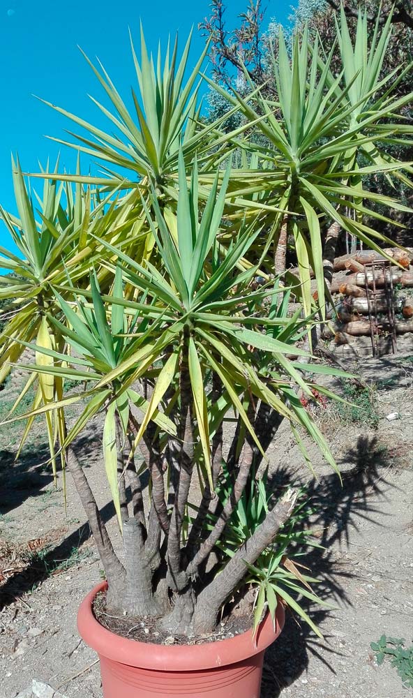 Yucca in attesa di messa a dimora