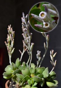 Piantina succulenta (dono di Davide lo scorso anno)