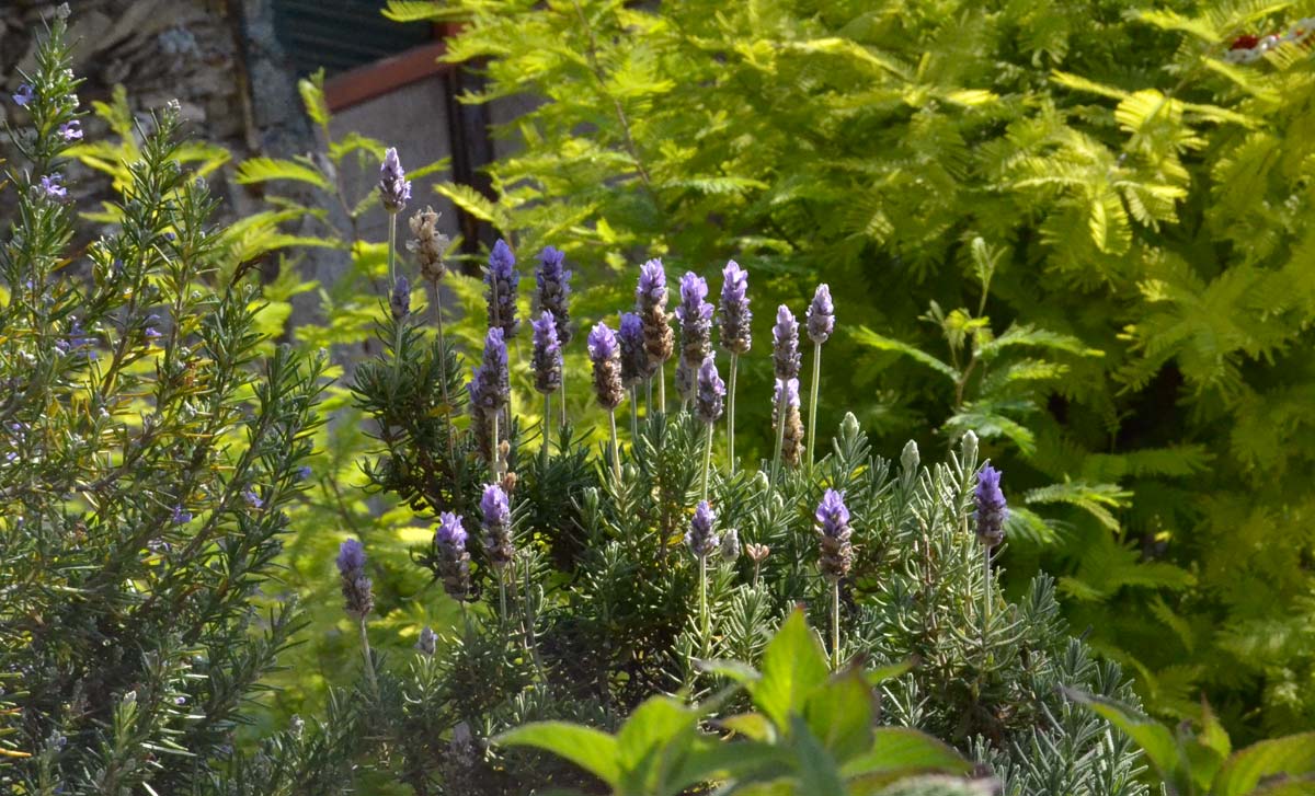 Lavandula dentata; a sinistra Rosmarinus officinalis, sullo sfondo mimosa