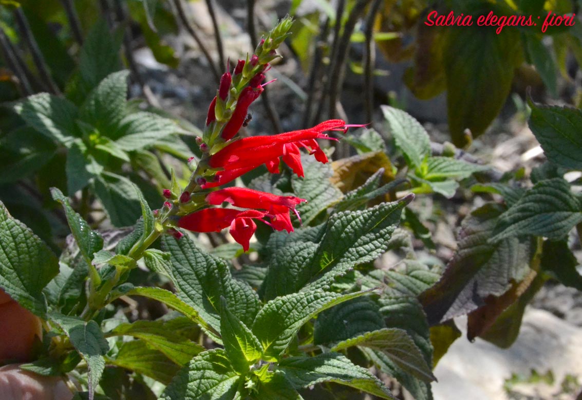 Fiori di Salvia elegans (salvia ananas)