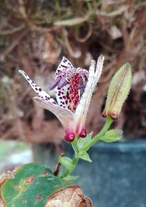 Tricyrtis, il primo fiore