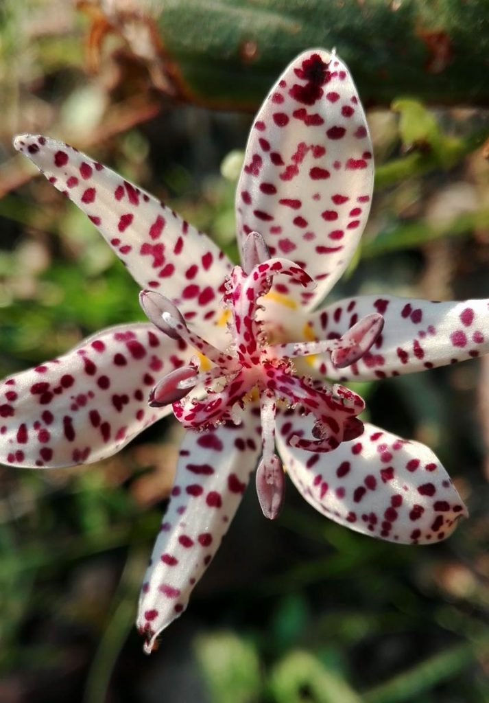Tricyrtis