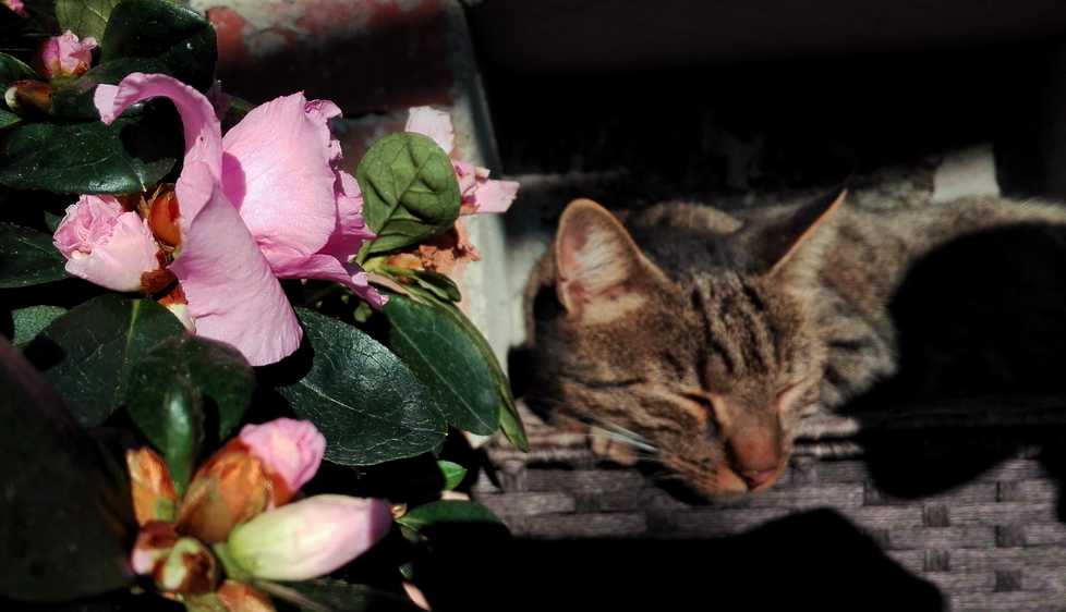 Elly si gode il sole ottobrino nei pressi dell'azalea