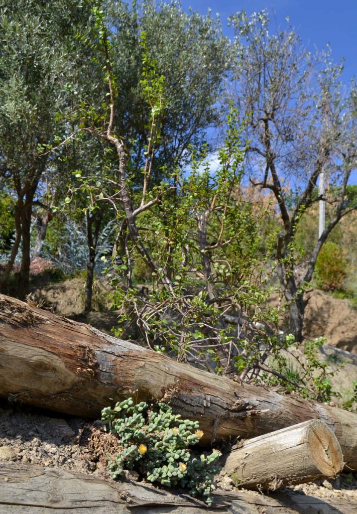 Isa, la nostra Crassula ovata, nella nuova residenza sulla terrazza Bocage